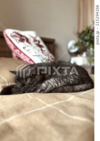 Cute cat sleeping on bed 115294166
