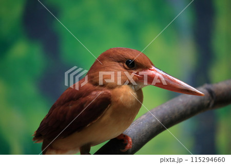 赤翡翠　火の鳥 115294660