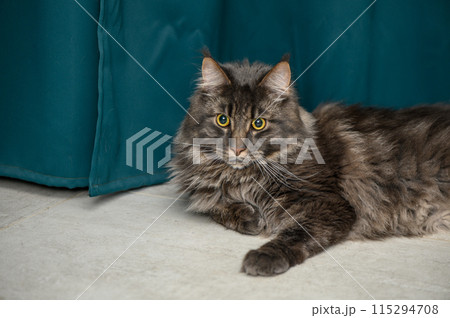 beautiful Maine Coon with yellow eyes on a green background 4 beautiful Maine Coon with yellow eyes on a green background 4 115294708
