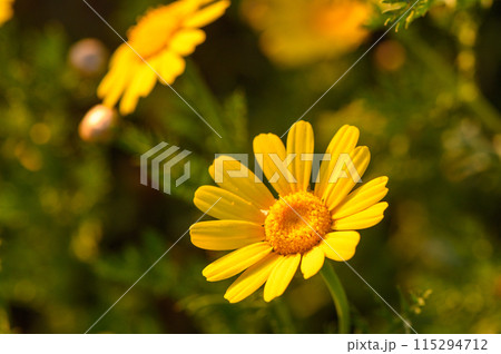 beautiful yellow flowers in the field at sunset 3 115294712
