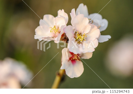 Almond blossom on a farm in Cyprus in spring 5 Almond blossom on a farm in Cyprus in spring 5 115294743