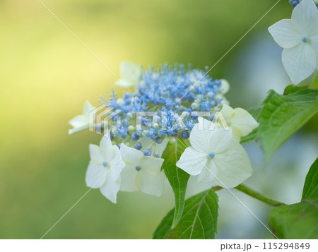 初夏に咲く美しい空色の紫陽花 115294849