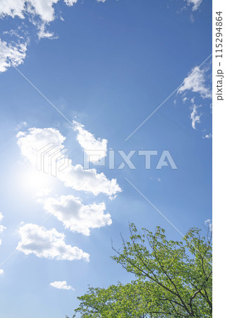 初夏の雲と木立 115294864