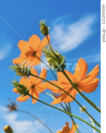 青空に映える秋桜 青空に映える秋桜 115295084