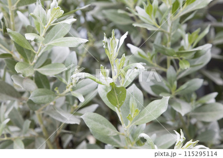 Brachyglottis is a genus of flowering plants in the aster family, Asteraceae. Brachyglottis is a genus of flowering plants in the aster family, Asteraceae. 115295114