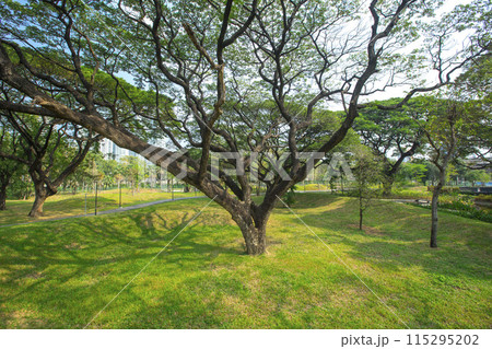 Benjakitti Forest Park, is new landmark public park of central Bangkok in Bangkok, Thailand. Benjakitti Forest Park, is new landmark public park of central Bangkok in Bangkok, Thailand. 115295202