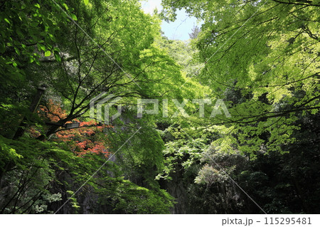 秋芳洞と秋吉台 115295481