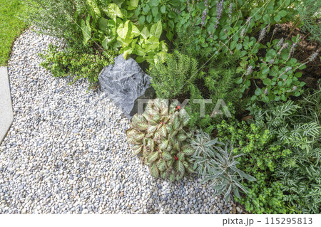 Spring garden at home. Terrace with green plants and trees in small garden. Cozy garden corner with houseplants in pots. Exterior Autumn backyard home. 115295813