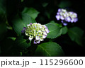 あじさい【紫陽花】 115296600