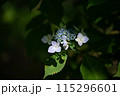 あじさい【紫陽花】 115296601