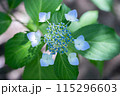 あじさい【紫陽花】 115296603