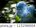 あじさい【紫陽花】 115296604