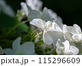 あじさい【紫陽花】 115296609