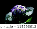 あじさい【紫陽花】 115296612
