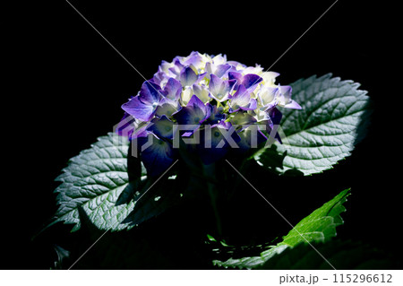 あじさい【紫陽花】 115296612