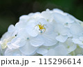 あじさい【紫陽花】 115296614