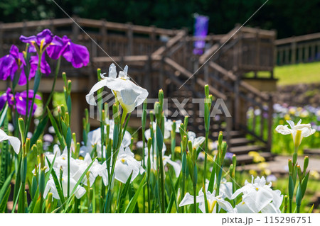 赤塚山公園、満開の花しょうぶ〈愛知県豊川市〉 115296751