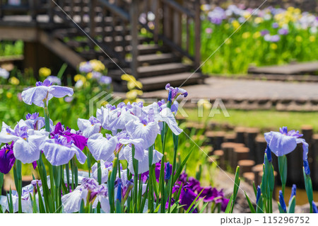 赤塚山公園、満開の花しょうぶ〈愛知県豊川市〉 115296752