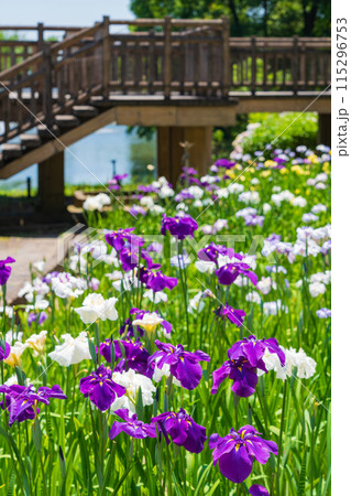 赤塚山公園、満開の花しょうぶ〈愛知県豊川市〉 115296753