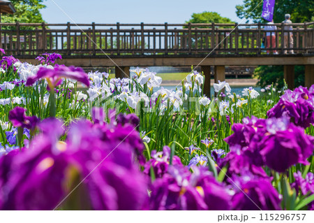 赤塚山公園、満開の花しょうぶ〈愛知県豊川市〉 115296757