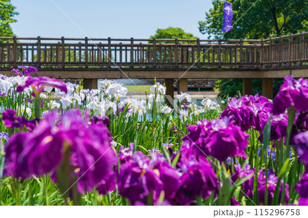 赤塚山公園、満開の花しょうぶ〈愛知県豊川市〉 赤塚山公園、満開の花しょうぶ〈愛知県豊川市〉 115296758