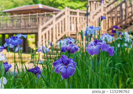 赤塚山公園、満開の花しょうぶ〈愛知県豊川市〉 115296762