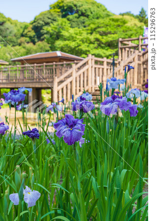 赤塚山公園、満開の花しょうぶ〈愛知県豊川市〉 赤塚山公園、満開の花しょうぶ〈愛知県豊川市〉 115296763