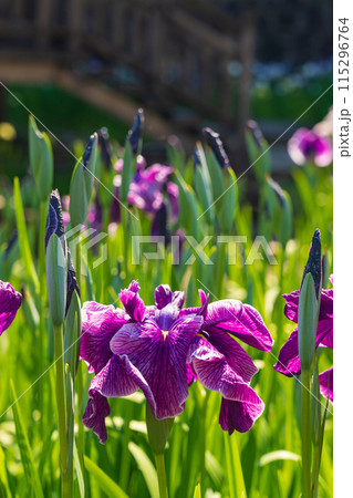 赤塚山公園、満開の花しょうぶ〈愛知県豊川市〉 115296764
