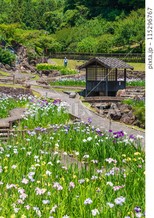 赤塚山公園、満開の花しょうぶ〈愛知県豊川市〉 115296767