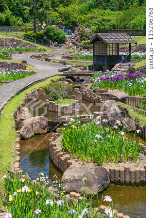 赤塚山公園、満開の花しょうぶ〈愛知県豊川市〉 115296768