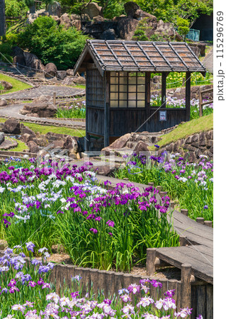 赤塚山公園、満開の花しょうぶ〈愛知県豊川市〉 115296769