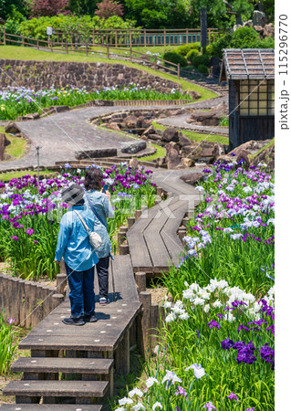赤塚山公園、満開の花しょうぶ〈愛知県豊川市〉 赤塚山公園、満開の花しょうぶ〈愛知県豊川市〉 115296770