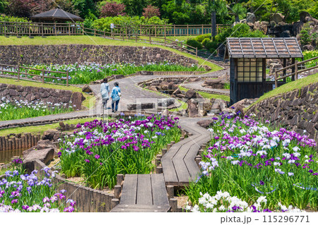 赤塚山公園、満開の花しょうぶ〈愛知県豊川市〉 赤塚山公園、満開の花しょうぶ〈愛知県豊川市〉 115296771