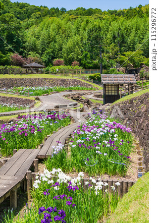 赤塚山公園、満開の花しょうぶ〈愛知県豊川市〉 115296772