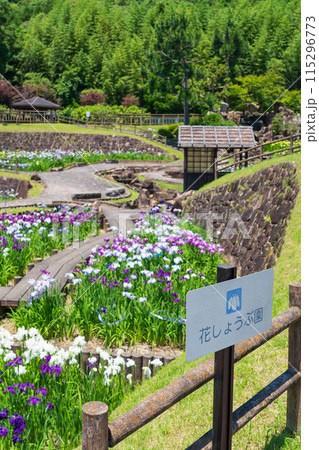 赤塚山公園、満開の花しょうぶ〈愛知県豊川市〉 115296773
