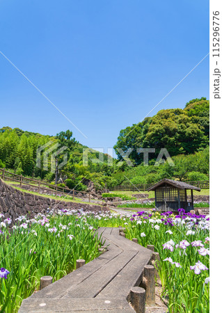 赤塚山公園、満開の花しょうぶ〈愛知県豊川市〉 115296776