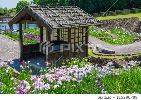 赤塚山公園、満開の花しょうぶ〈愛知県豊川市〉 115296789