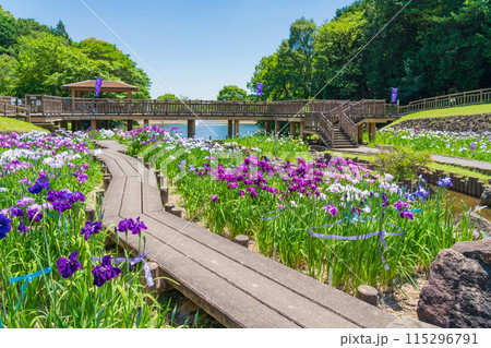 赤塚山公園、満開の花しょうぶ〈愛知県豊川市〉 115296791