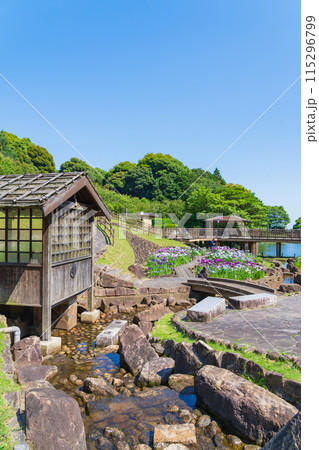 赤塚山公園、満開の花しょうぶ〈愛知県豊川市〉 赤塚山公園、満開の花しょうぶ〈愛知県豊川市〉 115296799