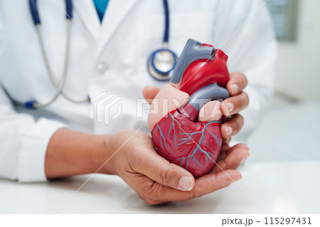 Cardiovascular disease CVD, doctor with heart human model anatomy for treatment patient in hospital. Cardiovascular disease CVD, doctor with heart human model anatomy for treatment patient in hospital. 115297431