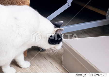A black and white cat is sniffing something on the floor A black and white cat is sniffing something on the floor 115297572