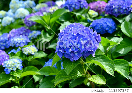 青い紫陽花 青い紫陽花 115297577