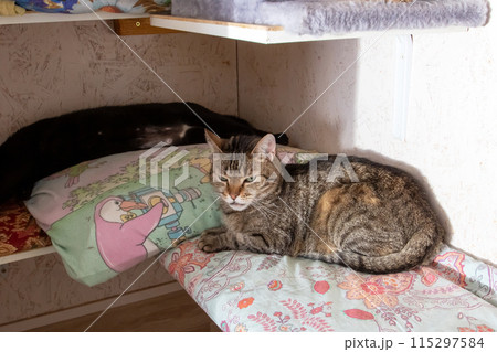 A cat rests on a cartoon character blanket, creating a cozy feline scene A cat rests on a cartoon character blanket, creating a cozy feline scene 115297584