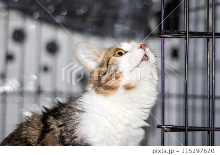 Little funny gray kitten close up portrait 115297620