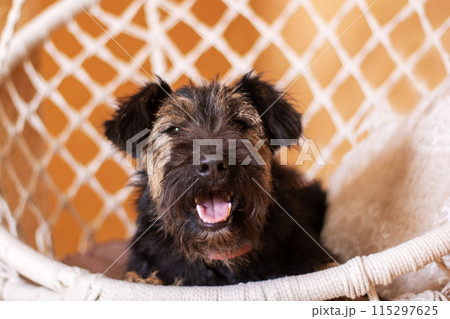 Fawn Mesh Terrier sporting dog rests in hammock, a loyal companion Fawn Mesh Terrier sporting dog rests in hammock, a loyal companion 115297625