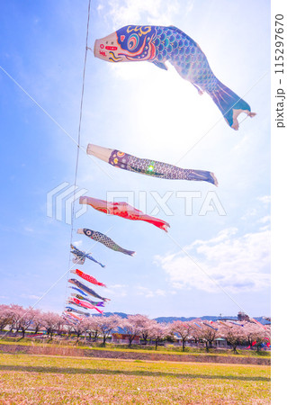 相川水辺公園、青空と満開の桜、春風に泳ぐ鯉のぼり 相川水辺公園、青空と満開の桜、春風に泳ぐ鯉のぼり 115297670