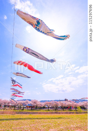 相川水辺公園、青空と満開の桜、春風に泳ぐ鯉のぼり 相川水辺公園、青空と満開の桜、春風に泳ぐ鯉のぼり 115297696