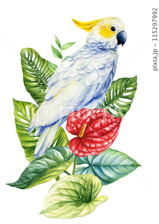 Parrot Watercolor illustration. Hand drawn tropical flora and bird design. Bird, Flowers and palm leaves greeting cards Parrot Watercolor illustration. Hand drawn tropical flora and bird design. Bird, Flowers and palm leaves greeting cards 115297992