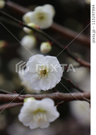 北野天満宮 北野天満宮 115297994
