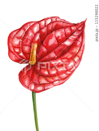 Exotic flowers, red Anthurium tropical flowers. Watercolor botanical illustration, hand drawn tropical exotic plant 115298022